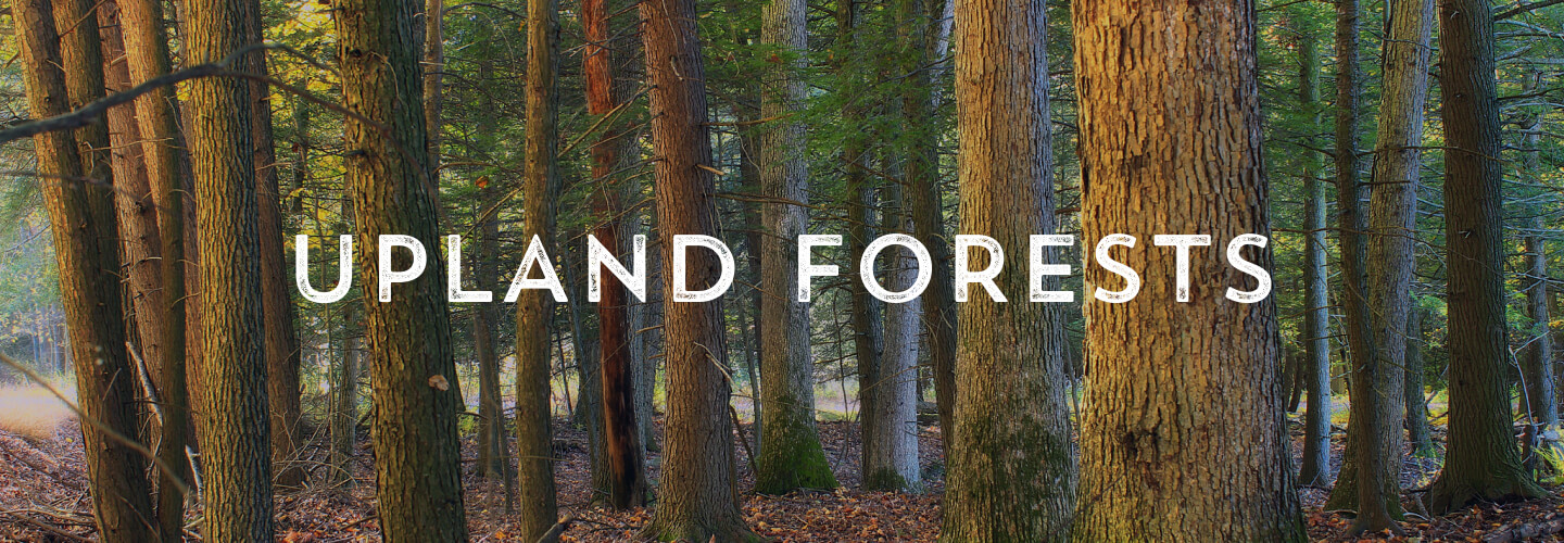 Upland Forests