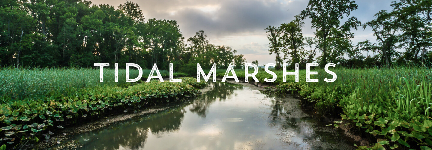 Tidal Marshes